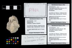 Foto (Objekt + Etikett) von Cracensigillatus acutirostris (Moericke, 1889)  (NHMW-GEO-2014-0194-0764b)
